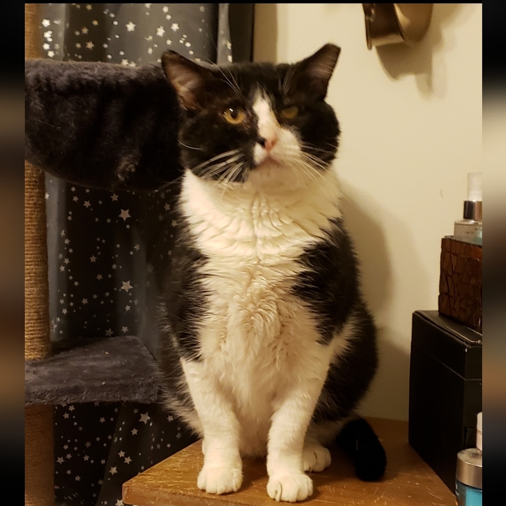 In Rememberance Of Our Precious OLIVER